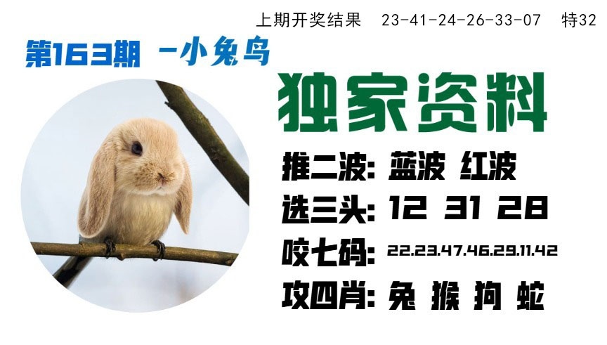 163期小兔鸟[图]